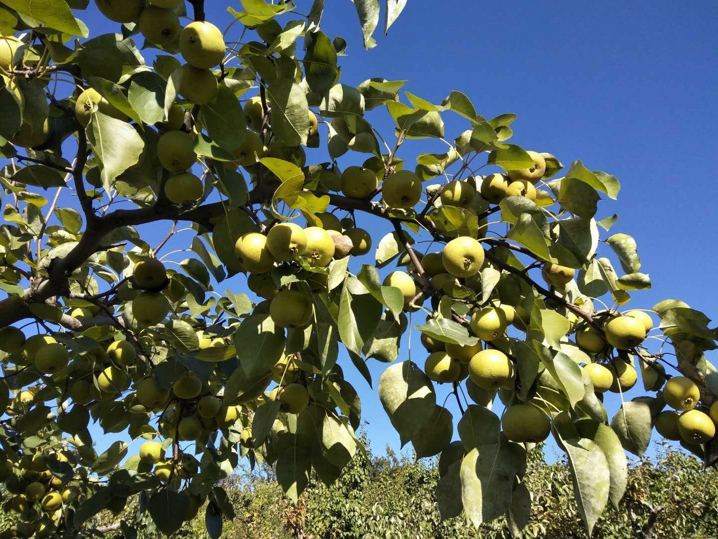 一棵老树下的成熟酸梨,果实呈黄绿色,表皮略带粗糙质感,部分区域有自然斑点,阳光从侧面照射,呈现出通透的果皮光泽,背景是秋日山林,落叶铺地,充满田园气息 面酸梨整体外观特写