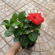 木槿