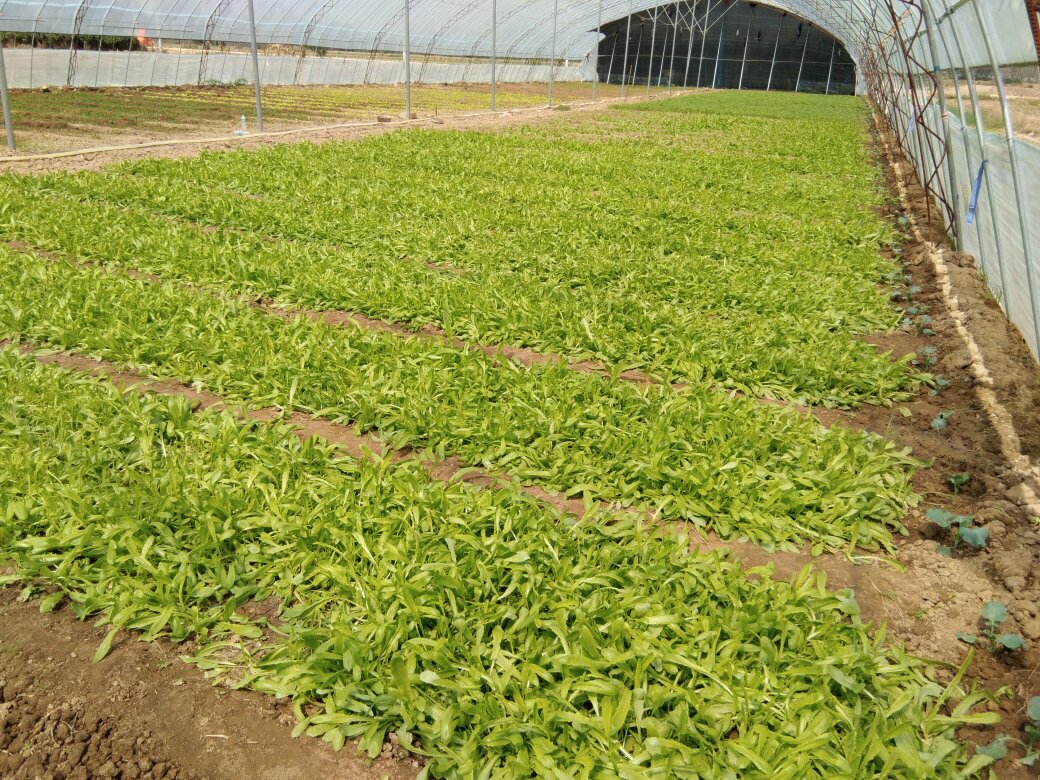 展示云南某基地的油麦菜温室种植场景,整齐排列的绿色叶片在阳光下生机勃勃 油麦菜种植场景