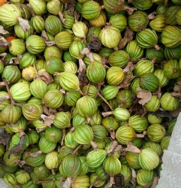 砂仁四川宜宾砂仁大量有货供应欢迎你的合作