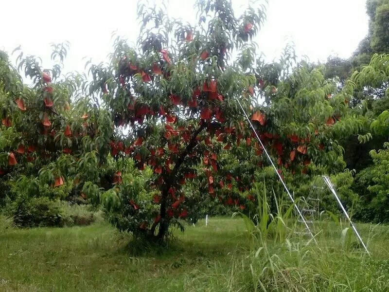 山东淄博沂源县桃树苗 6