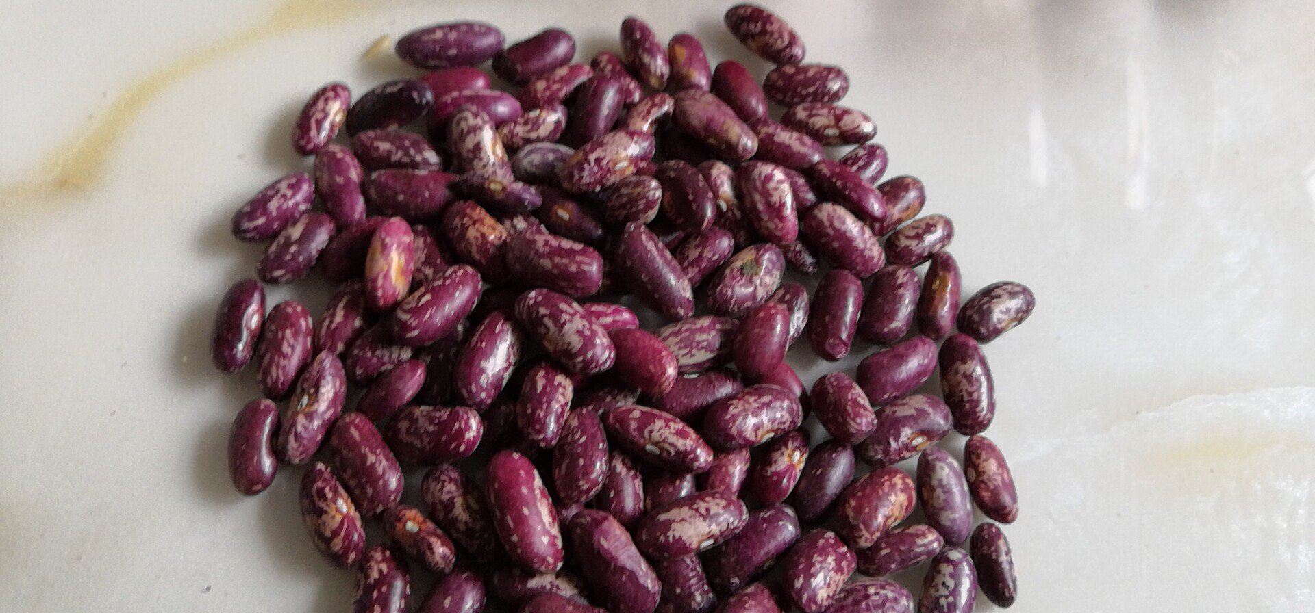 红花芸豆田间生长图