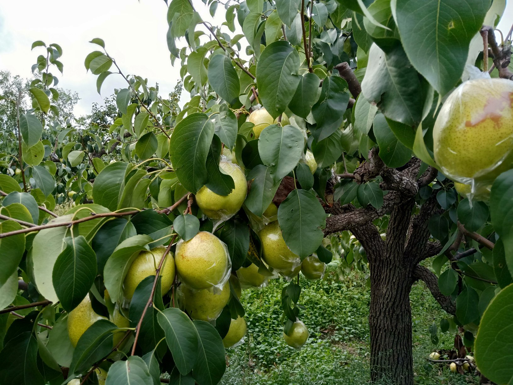 一片整齐的香梨种植园,树上挂满成熟的黄绿色香梨,农民正在手工采摘,地面覆盖有机草垫,远处可见雪山融水灌溉渠,体现生态种植环境 香梨果园实景