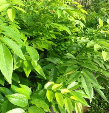 [批发]供应海南黄花梨种苗价格5.00元/株 - 一亩田