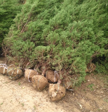 蜀块,塔柏,块柏,松柏各种高度都有货