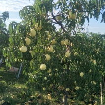 金秋红蜜
