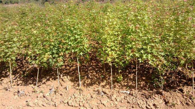 五角枫与其他耐盐碱树种对比种植场景