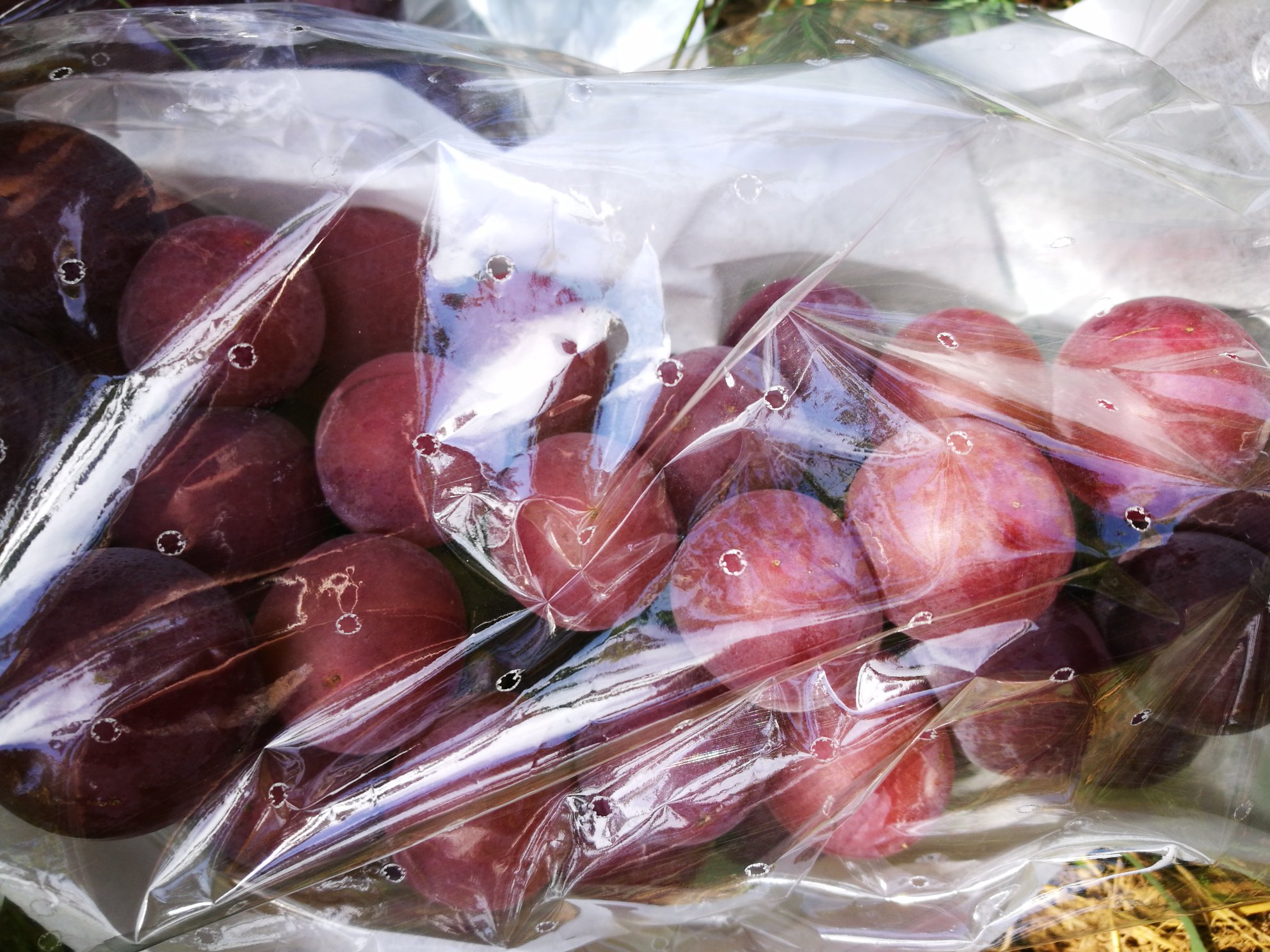 户太八号葡萄切面展示