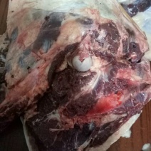 新鲜驴肉！
