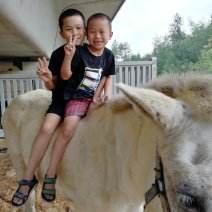 乘骑马🐴