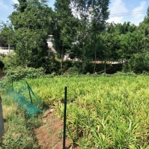 四川省蓬安县徐家镇茶亭乡斑竹林村