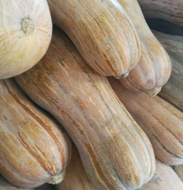 南瓜又名海南瓜是大丰的土特产