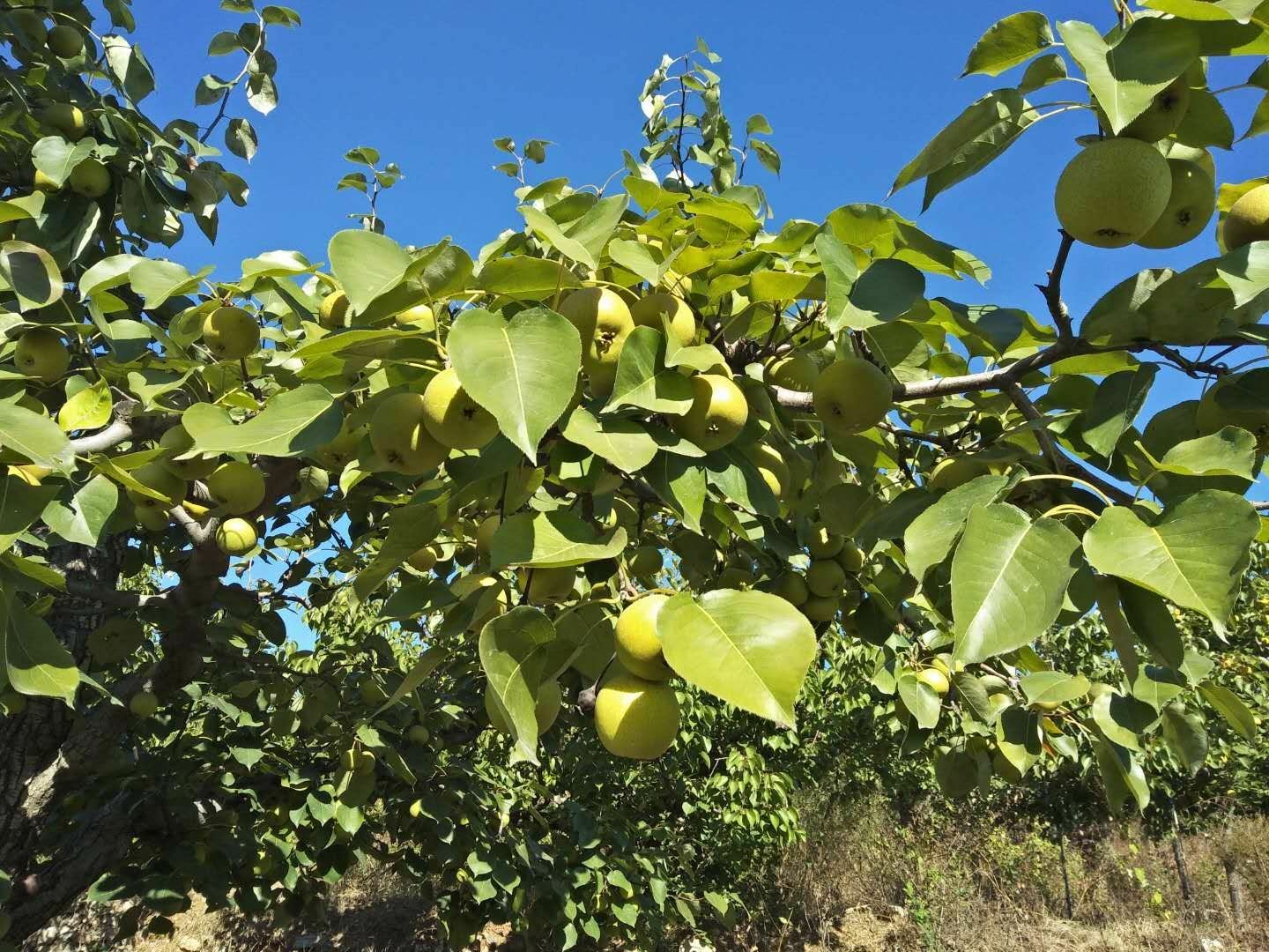 农家院中老人采摘酸梨