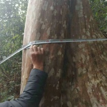 大量出售20---100紫薇，全冠映山红