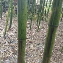竹子