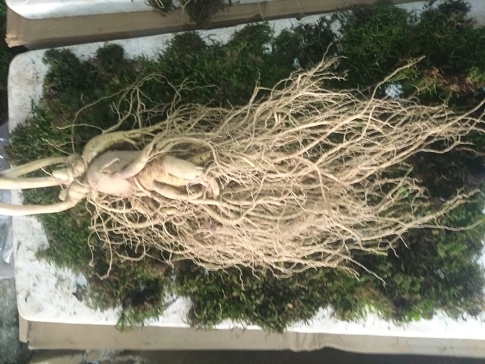 一株完整的林下参特写照片,展示其细长芦头、紧密环纹、主根呈人形轮廓、须根清晰且分布自然,背景为原始森林腐殖土,光线柔和突出细节 林下参特写