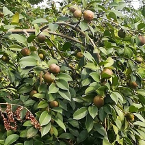 油茶鲜果