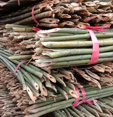 优质菜架竹,豆架竹,大鹏菜架竹,竹子.