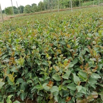 大量供应茶梅小苗，茶梅色块苗