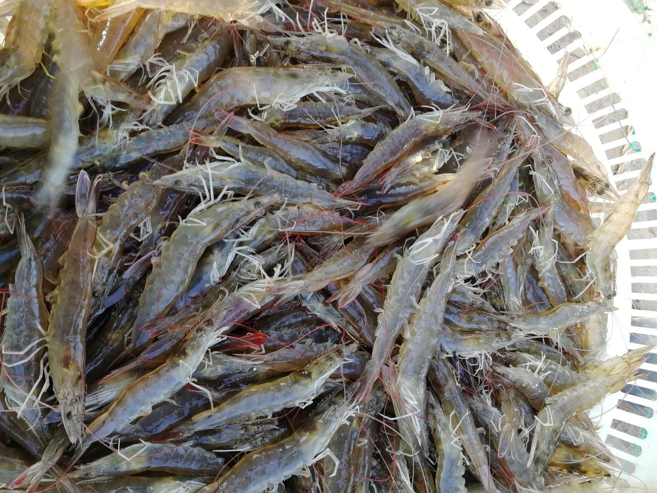 花蛤开口前的状态