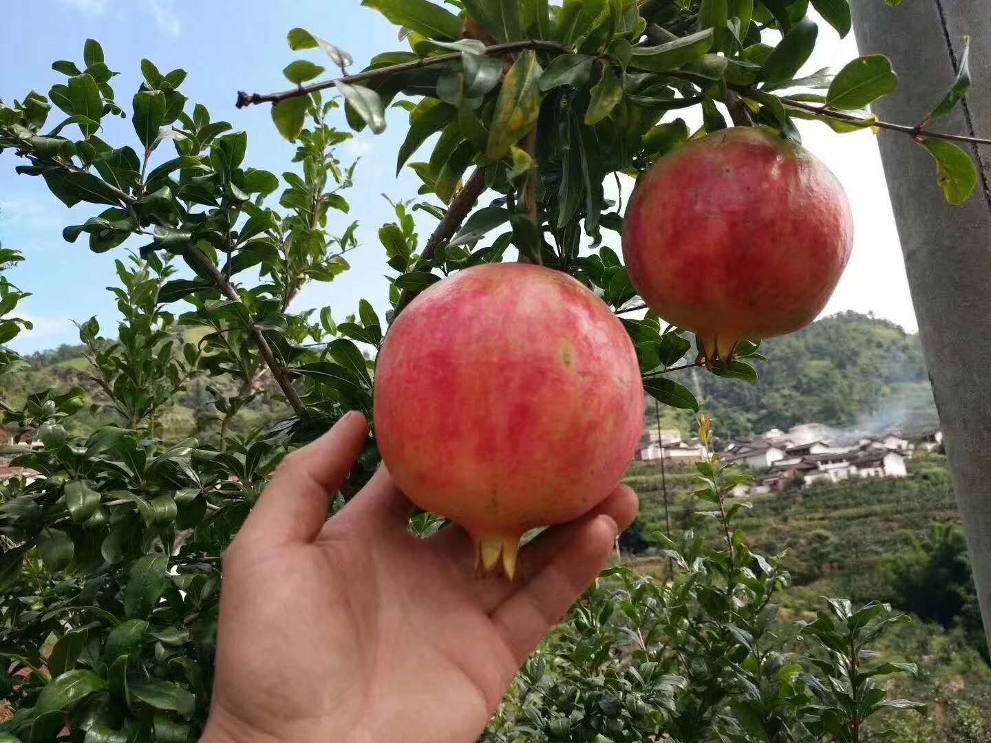 四川会理石榴核心产区果农手工采摘场景:晨光中,身着蓝布衫的彝族果农站在梯架上,一手托果一手轻剪,手中果实饱满圆润、果皮呈鲜亮玛瑙红色并泛蜡质光泽;特写镜头清晰呈现果面细微绒点与自然果霜,果蒂翠绿新鲜,背景虚化处可见成串未采摘果实 果农采摘会理软籽石榴特写