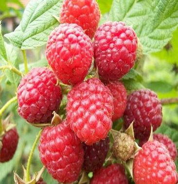 树莓果树莓鲜果红树莓冻果