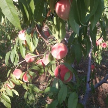 金秋红蜜，70#
