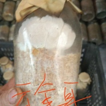 金耳，桑黄