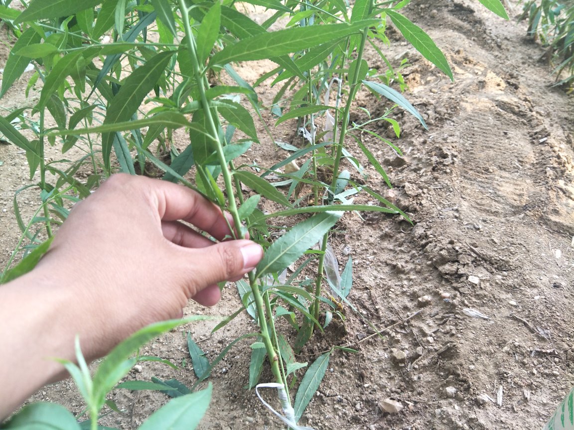 一个阳光明媚的阳台上,摆放着多个花盆,其中一个盆中生长着一株约20厘米高的黄桃幼苗,叶片嫩绿,土壤表面覆盖有小石子,旁边放着喷壶和园艺手套 家庭阳台盆栽黄桃幼苗场景