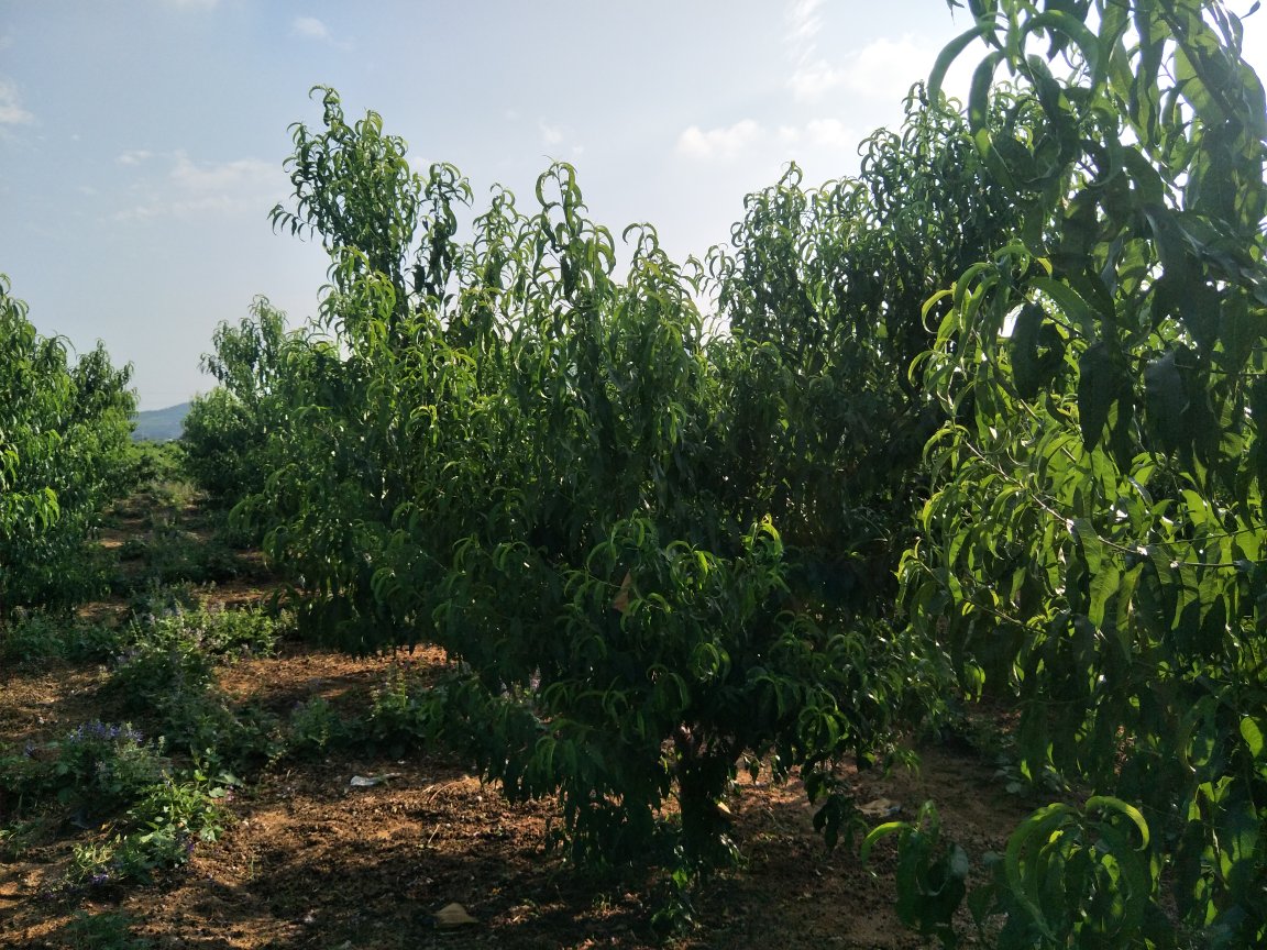 黄桃幼果期套袋试验田实景