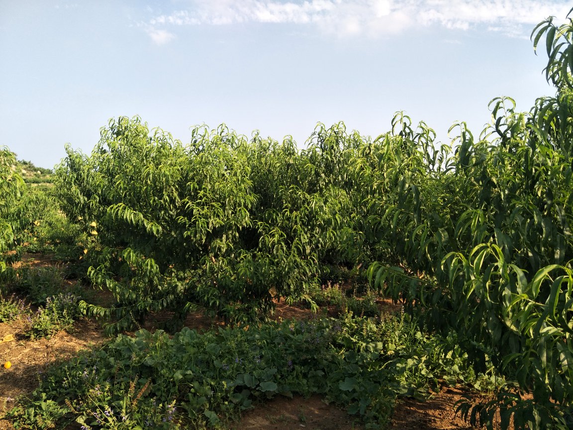 浙江黄桃苗果园实景图