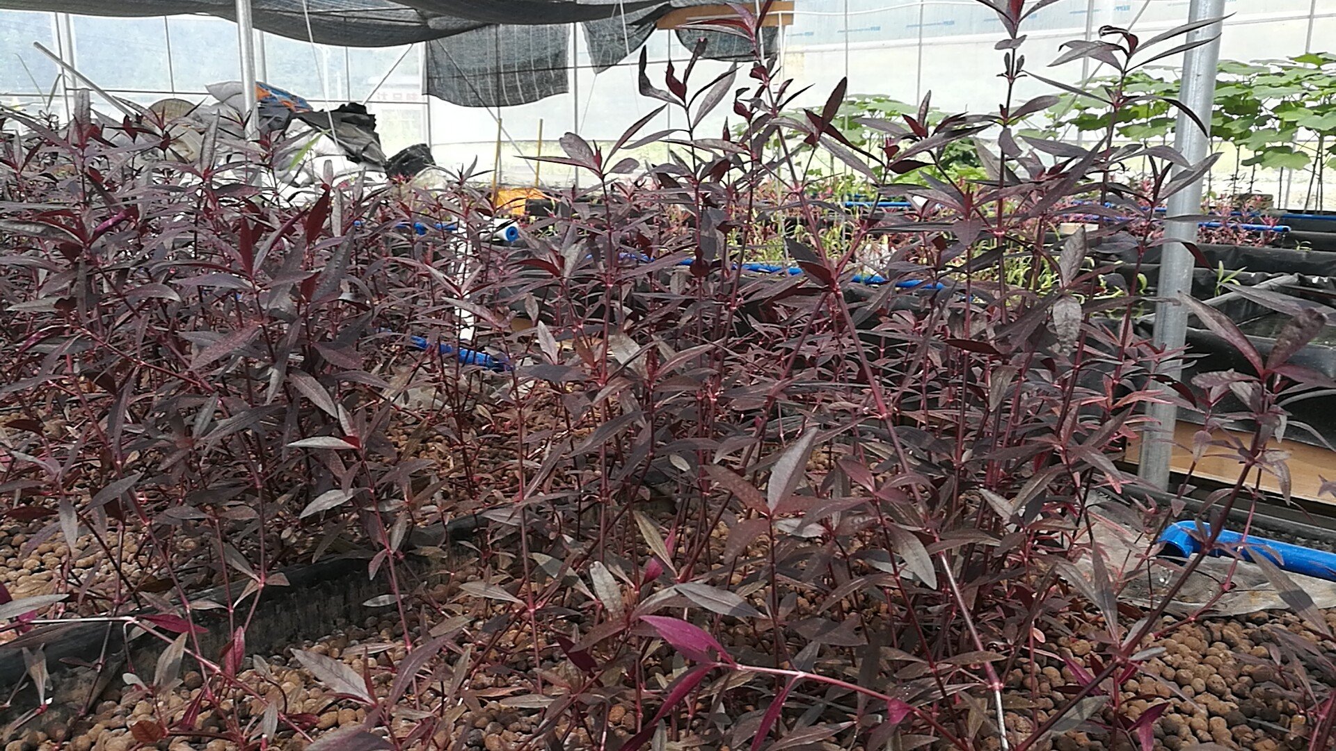 冰岛红参在现代化温室中种植,环境可控,产量稳定 冰岛红参种植基地