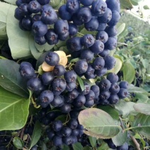 黑果花楸树苗