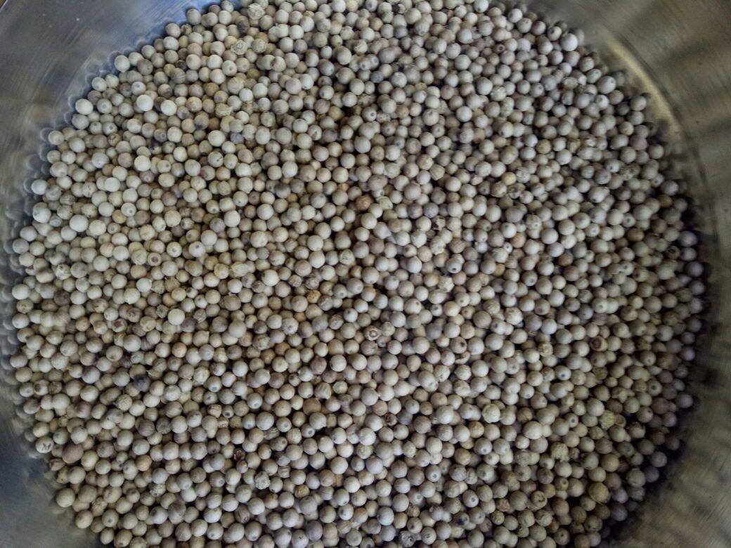 现代厨房操作台上,左侧为透明玻璃电子秤显示‘1.0g’读数,右侧为不锈钢胡椒研磨瓶正在撒出白色粉末,前方小碟中堆放着约30粒完整白胡椒颗粒,背景为开放式橱柜,陈列各类香料罐 厨房中使用胡椒研磨瓶与电子秤的场景