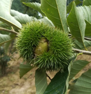 板栗樹苗盆栽地栽果樹嫁接大紅袍板栗水果苗北方南方種當年結