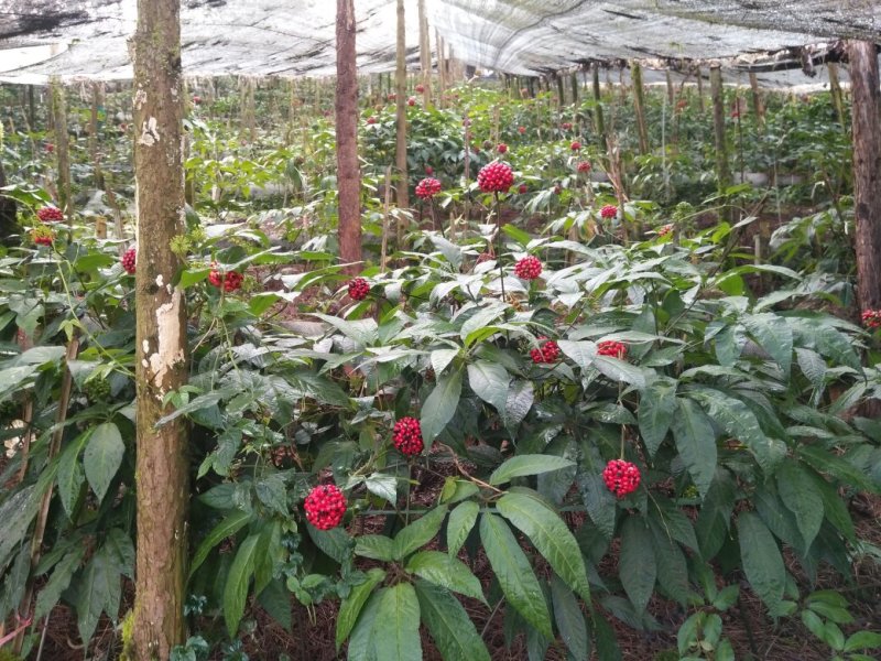 黑人参(云南金平黑人参)