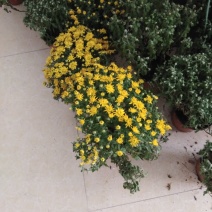 花卉