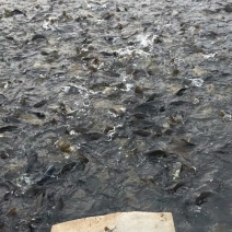 黄金鲫，1-2斤重