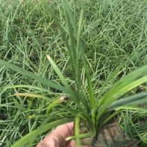 盆栽麦冬