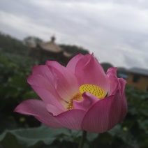 供应荷花种苗，太空莲36号荷花种子，莲子种苗，莲子种子