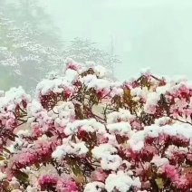 竹架小竹子