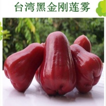 台湾黑金刚莲雾苗大叶红莲雾苗