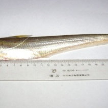 野生刀鱼