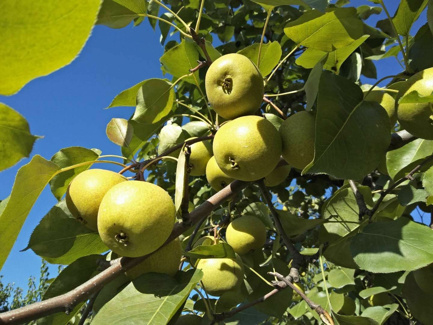 无人机拍摄的酸梨果园全景,整齐排列的梨树覆盖山坡,部分树木挂满黄绿色果实,农民正在采摘,阳光明媚,展现规模化生态种植场景 酸梨种植园航拍图