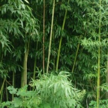 竹子