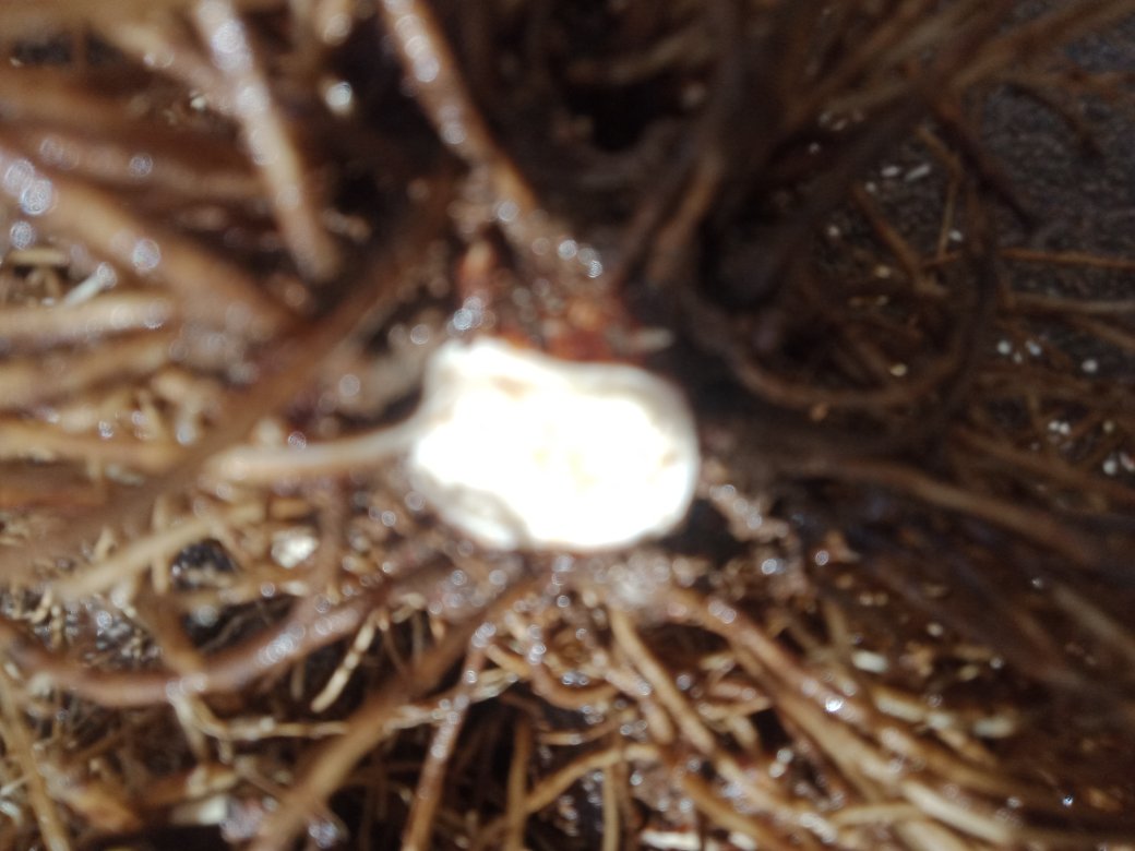 北沙参药材实物图