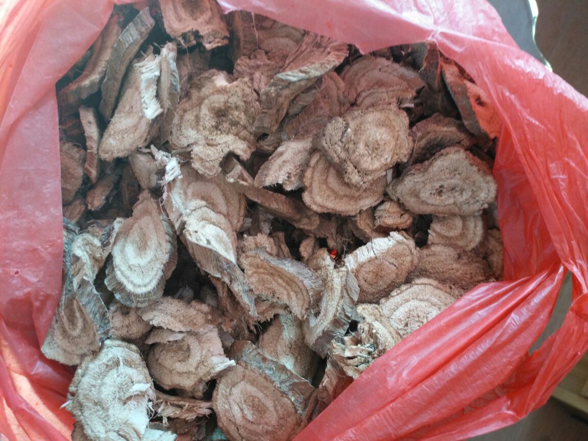 葛根横切面显微结构图，清晰可见富含淀粉粒的薄壁细胞与分布均匀的异黄酮结晶簇