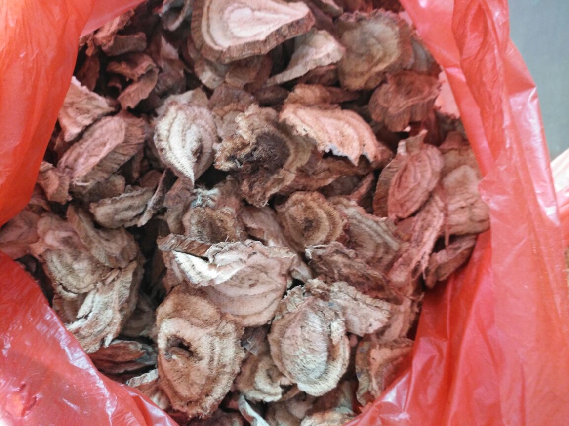 野葛根饮片横切面特写：浅棕色木质部呈放射状星点排列，皮层薄而韧，断面有明显粉性，表面可见横向皮孔与纵向皱纹