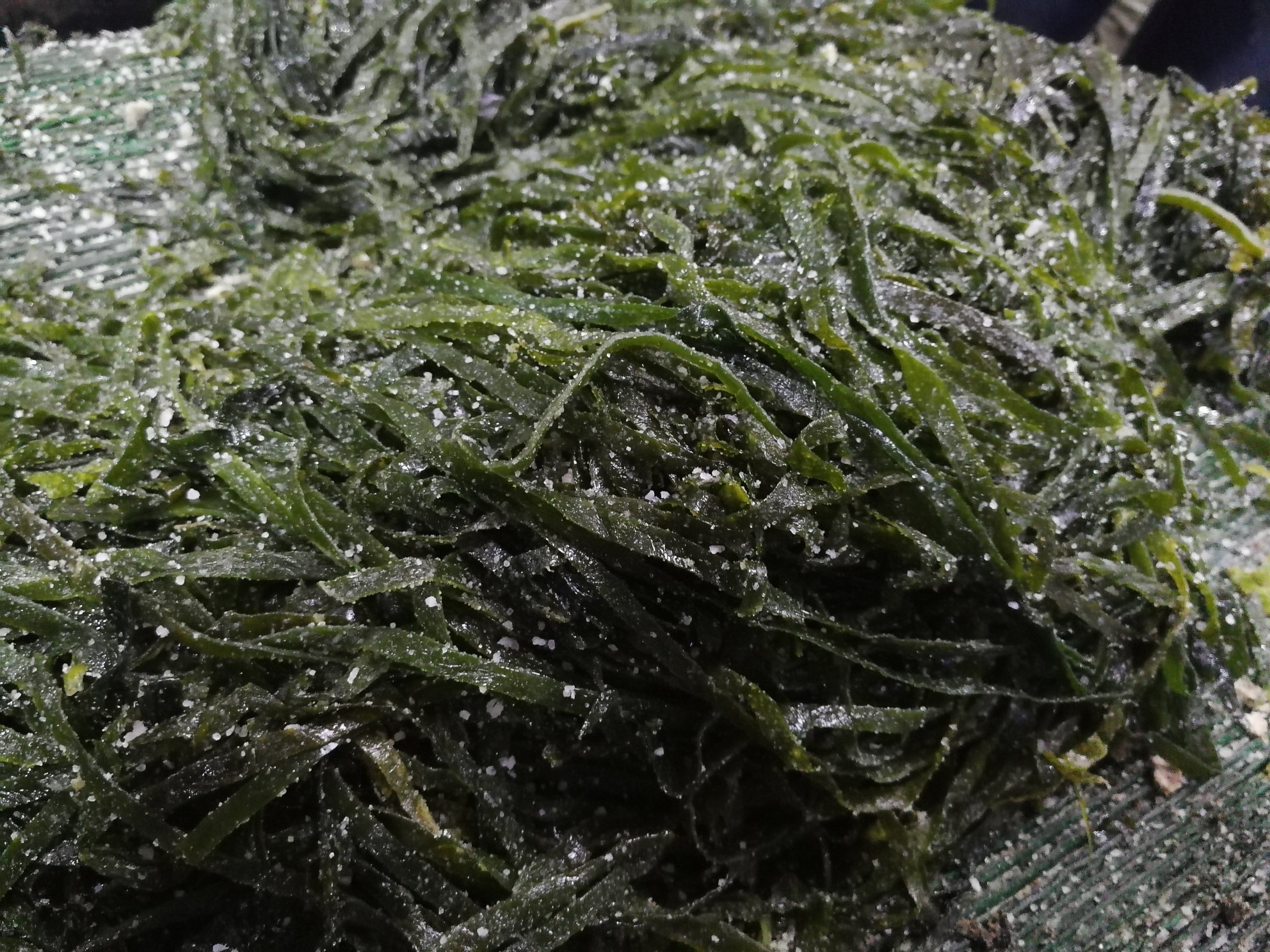 海带切片显微图展示其丰富的纤维结构