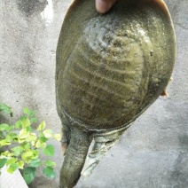 生态甲鱼